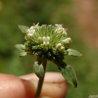 Hyptis capitata Jacq.